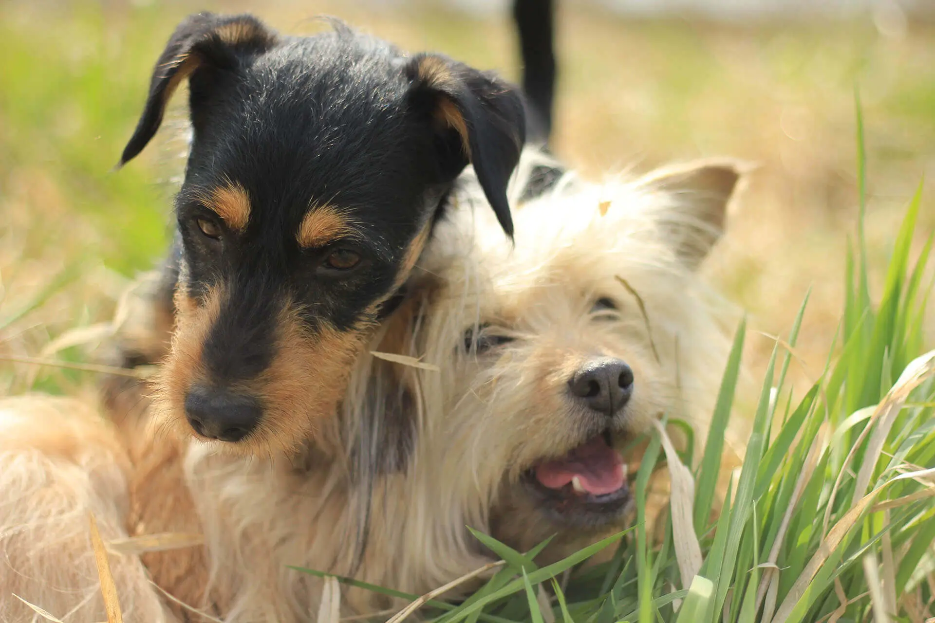 Zwei Hunde spielen zusammen im Gras.