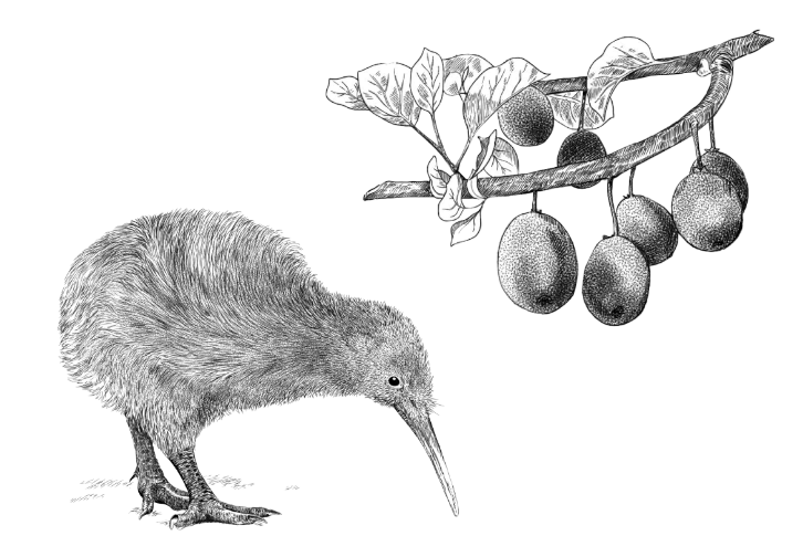 Black and white illustration of a kiwi bird on the left, with a long beak pointed downward. On the right, a branch with leaves holds four kiwi fruits. The bird and fruits are detailed with realistic textures.