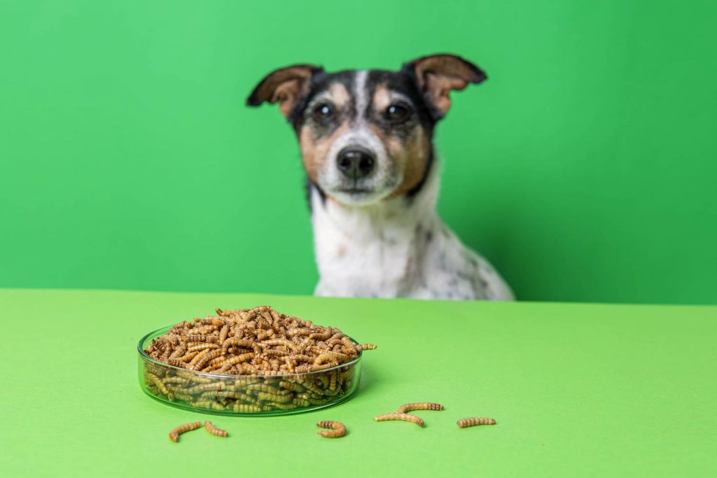 A nice dog looking at a bowl full of insect base food.